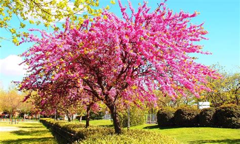 Un árbol Amoroso Y Con Flores Que Se Comen Con Sabor Picante Flores Rosas En Arbol