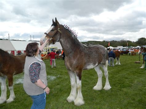 Clydesdale,horse,show,clydesdale horse,free pictures - free image from ...