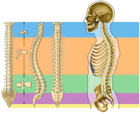 Lab Vertebral And Thoracic Cage Bones And Markings Flashcards Quizlet