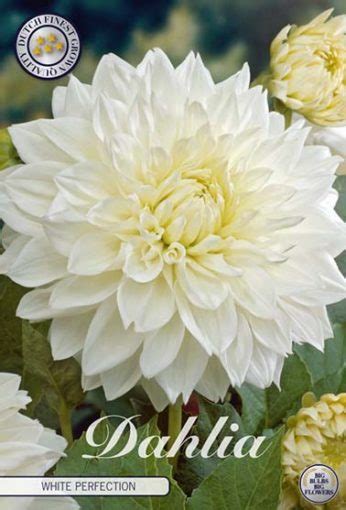 Dahlia White Perfection Flowers By Flourish