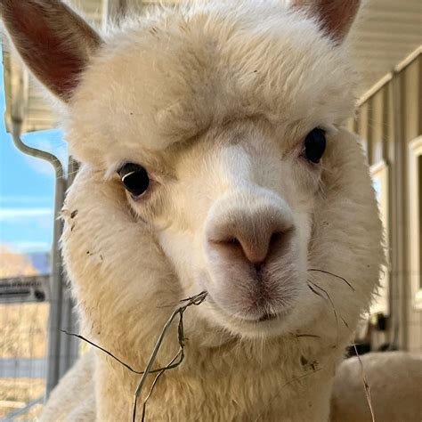 Party animals here on the farm tonight! Celebrating our blessings in