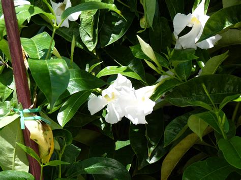 Houston Gardens: Mandeville or Mandevilla Vine