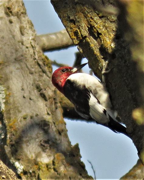Red-headed Woodpecker - BirdWatching