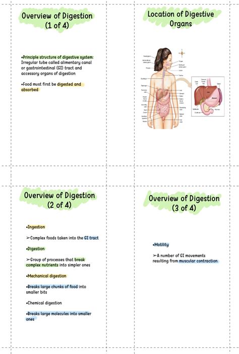 Pdf The Digestive System Nursing Flashcards Pharmacy Etsy