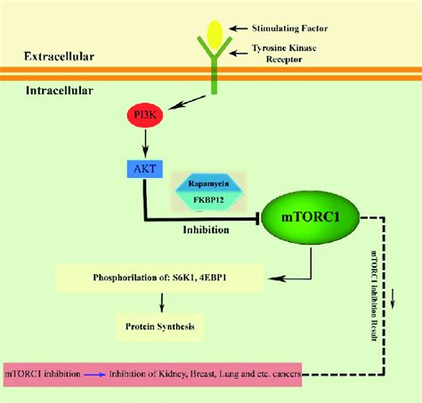 Mtor Signaling Pathway And Its Inhibitors Download Scientific Diagram