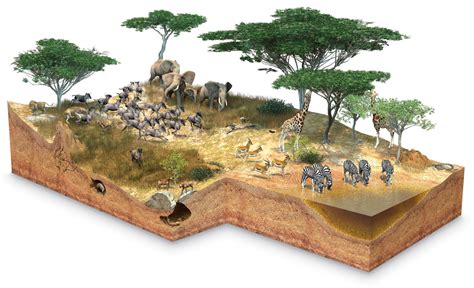 Animals In A Savanna Biome