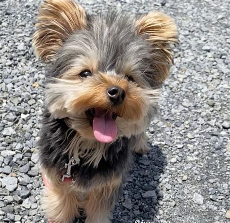 Derine Teacup Yorkie Breeders Teacup Yorkie Puppies For Sale