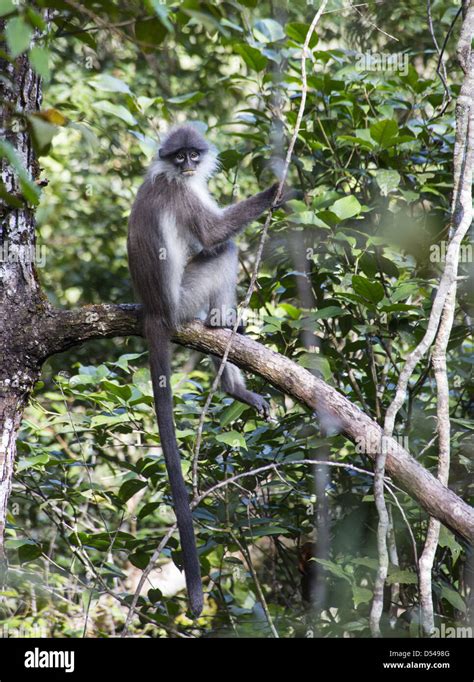 Banded Langur Presbytis Femoralis Fraser S Hill Malaysia Stock