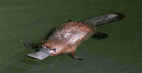 What Do Platypus Eat