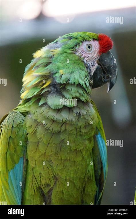 Macaw at the Guadalajara Zoo Stock Photo - Alamy