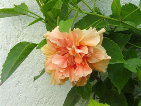 A Peach Colored Double Hibiscus