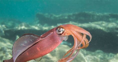 Underwater Photography Gallery Common Squid Loligo Vulgaris In