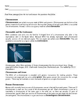 Chromosome Worksheet By Ubod TPT