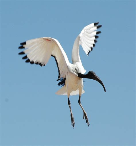 African Sacred Ibis Project Zoo Wiki Fandom