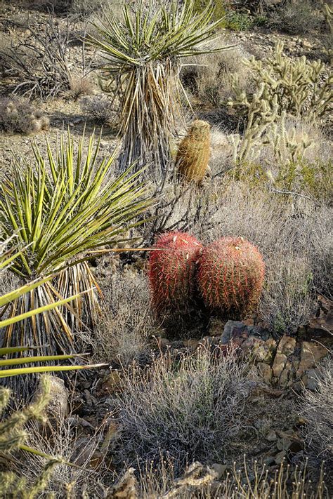 Mojave Desert Cactus Photograph By Jim Thompson Fine Art America