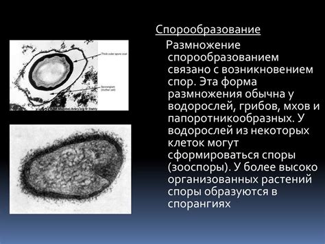 Половое и бесполое размножение - online presentation