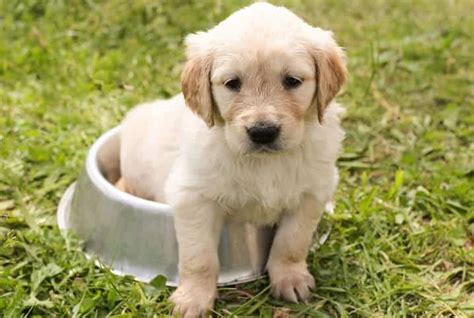 Cachorro Pode Comer Beterraba Aposte Faz A Bet