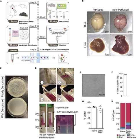 Isolation Of Brain Infiltrating Leukocytes For Single Cell Profiling Of