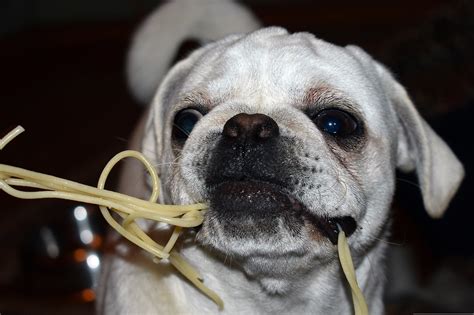 D Rfen Hunde Nudeln Essen Berufungtier De Tierblog