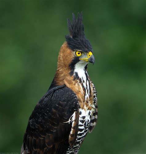 Ornate Hawk Eagle Flying