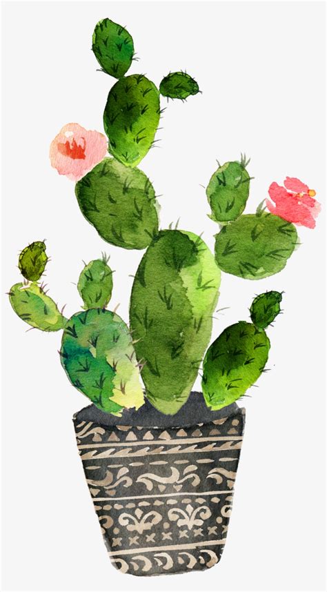 Cactaceae Painting Succulent Plant Cactus Watercolor Transparent