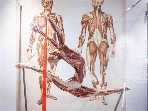 The Real Human Anatomy Exhibition | Destination Gold Coast