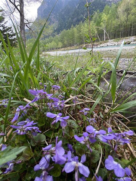 優雅な上高地🦆散策💕大正池〜徳澤園 槍ヶ岳・穂高岳・上高地の写真75枚目 Yamap ヤマップ