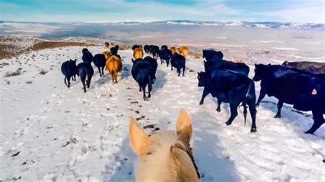 Cattle Drive Over Winter Pass Youtube