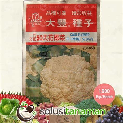 Jual Benih Bunga Kol Kembang Kol Cauliflower F1 Hybrid 50 Days