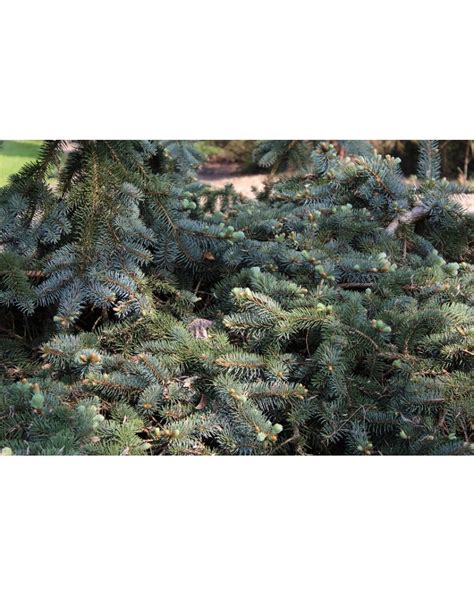 Birds Nest Spruce Picea Abies Nidiformis