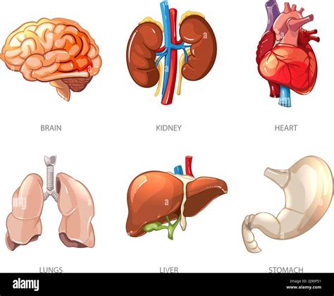 Human Internal Organs Anatomy In Cartoon Vector Style Brain And Kidney