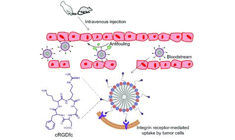 The Tumor Targeting CRGD PCSSL Micelles Guided By CRGDfc Peptide The