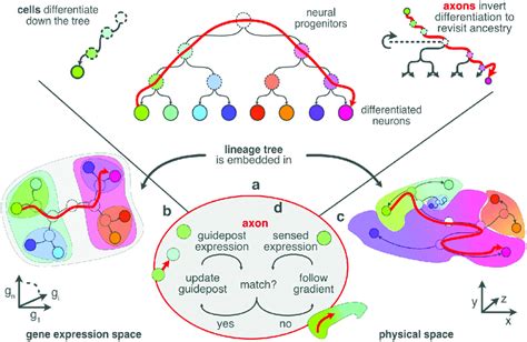 As Progenitors Divide They Progressively Differentiate Their Gene