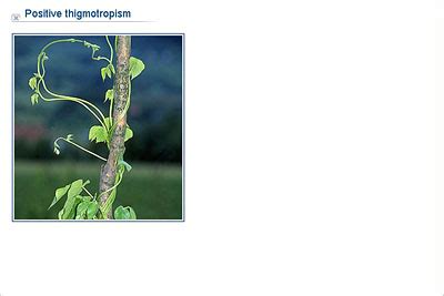 Thigmotropism Diagram