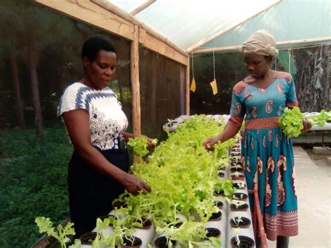 Home Hydroponic Farms Uganda