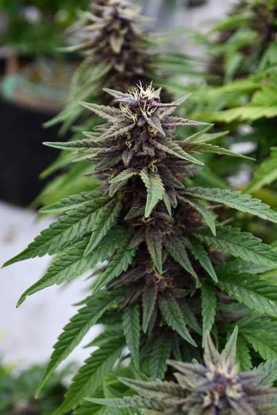 Royal Purple Kush Cbd Emerald Triangle Seeds From The Experts In