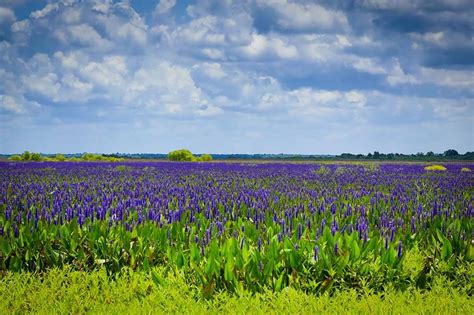 Paynes Prairie Preserve State Park | State parks, Prairie, Favorite places