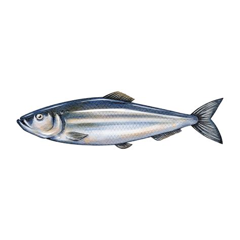 Hering Fisch Wasserfarbe Skizze Strichzeichnungen Png