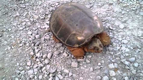 Do Not Mess With This Turtle Snapping Turtle In Scary Attack Youtube