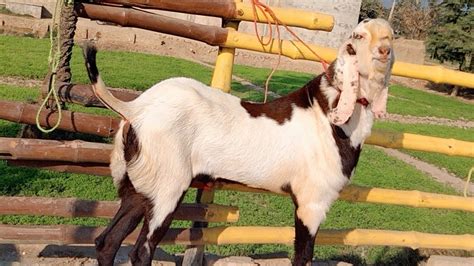 Mashallah Goats Farm Dera Ghazi Khan DG Khan Bakra Mandi Ka Vizat