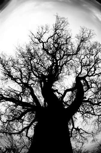 Dead Oak Tree Stock Photo Download Image Now Animal Body Part