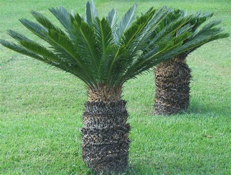 Buy M Tech Gardens Rare Ornamental Sago Palm Cycas Revoluta King Sago