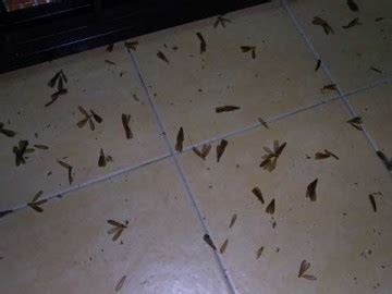 Flying termites - The nuptial flight - Termite Web