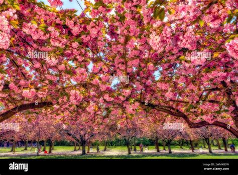 People Enjoying The Beauty Of Cherry Blossom Trees Prunus Kanzan In A