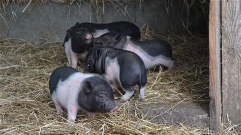 Osterzeit Im Beverstedter Tierpark Cux Art Neuer Nachwuchs Erfreut