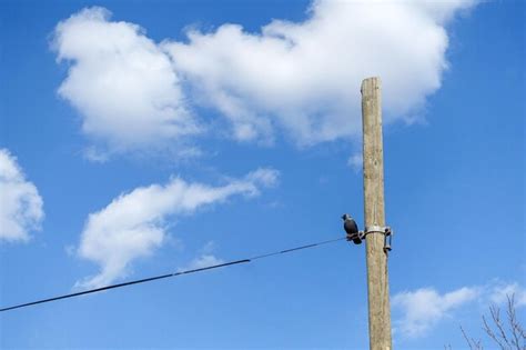 Premium Photo A Crow Bird Standing On A Telephone Pole A Crow Bird On