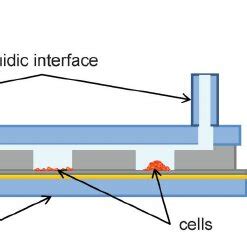 Microfluidic Oxygen Sensor Chip A Schematic Cross Section Of The Chip