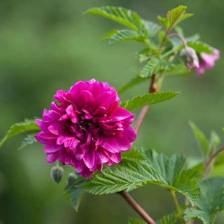 Купить семена Малина превосходная Rubus spectabilis в Москве: доставка ...