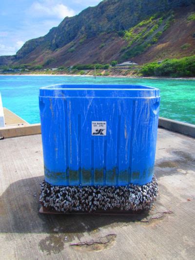 Ecological Roulette Almost 70 Species Rode Tsunami Debris To Hawaii Honolulu Civil Beat