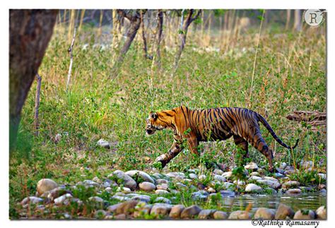 Rathika Ramasamys Wildlife Photography Tigers Tigerd2x9331